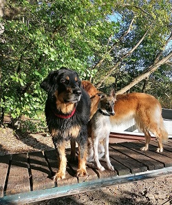 proud of y-team yasha mit hovi borka